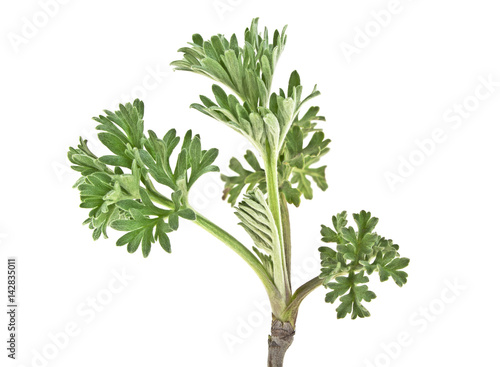 Sagebrush twig isolated on white background