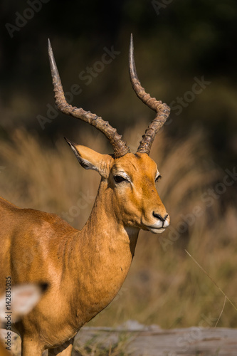 Impala ram with large horns. Moremi game reserve  Botswana  Africa.