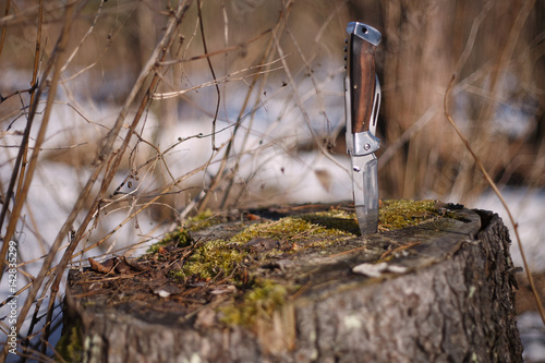 A penknife is sticking out of the stump