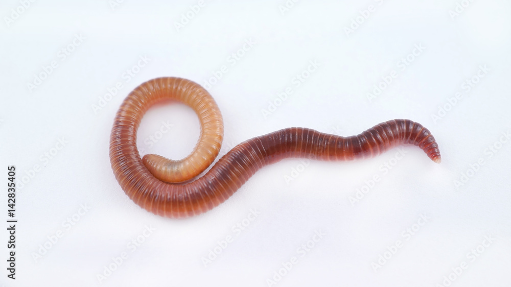 Fototapeta premium Earthworm on white background, macro photo