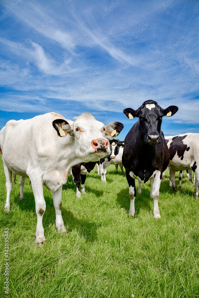 Neugierige Holstein-Friesian auf einer Weide Neugierige Holstein-Friesian auf einer Weide