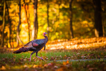 Fall turkey