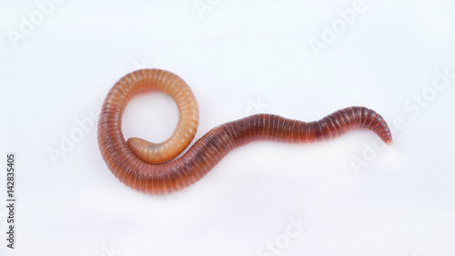 Earthworm on white background, macro photo
