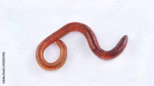 Earthworm on white background, macro photo