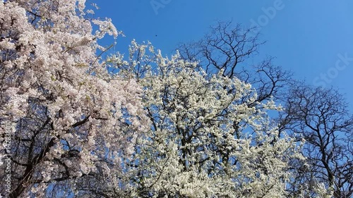 Wallpaper Mural Myrtaceae tree blossom in spring time in European park  Torontodigital.ca