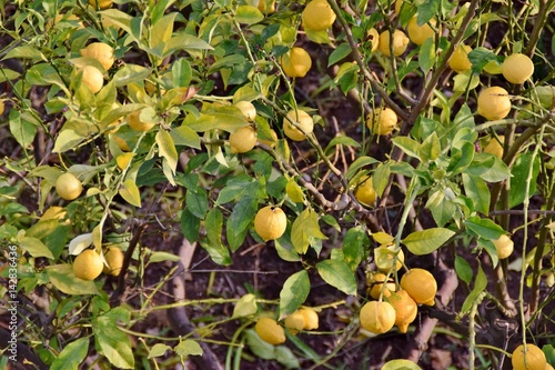 rami di pianta di limoni con frutti