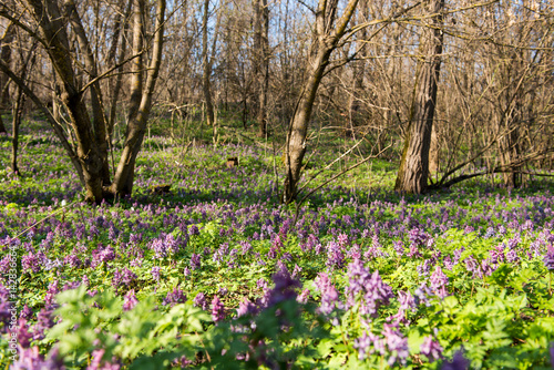 Fototapeta Naklejka Na Ścianę i Meble -  The first spring flowers in the forest