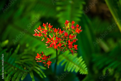 Tropical flowers