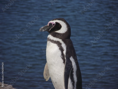 pinguino magallanes vida natural