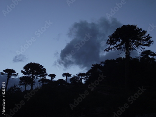 Araucarias nevadas sur de chile