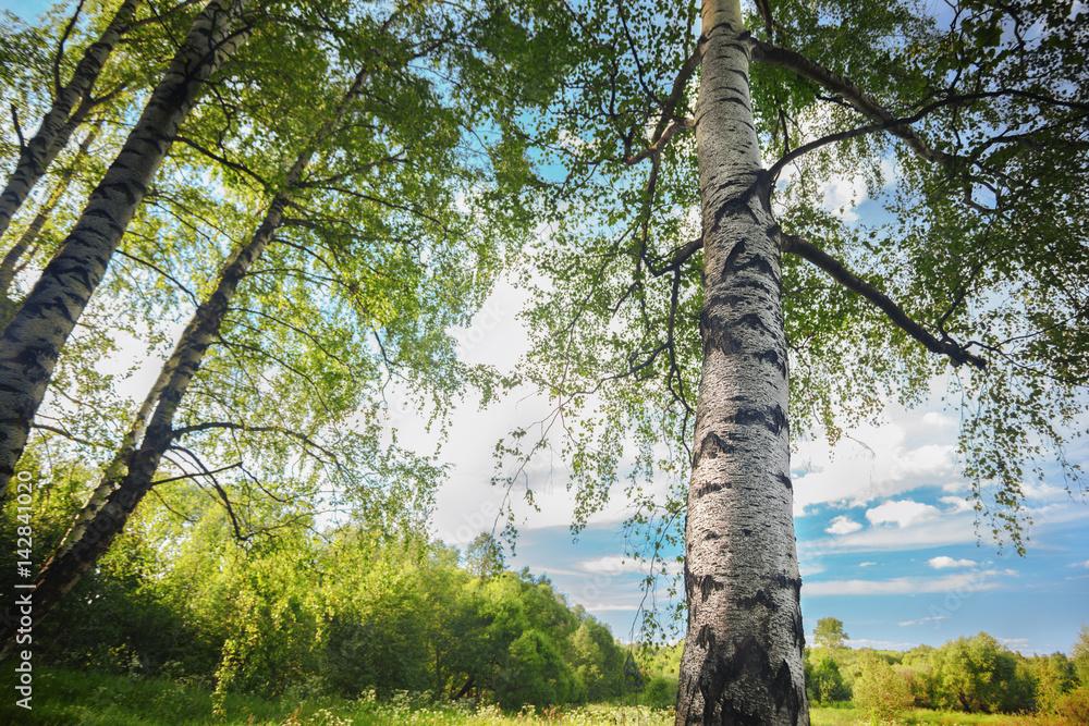Fototapeta premium summer in sunny birch forest