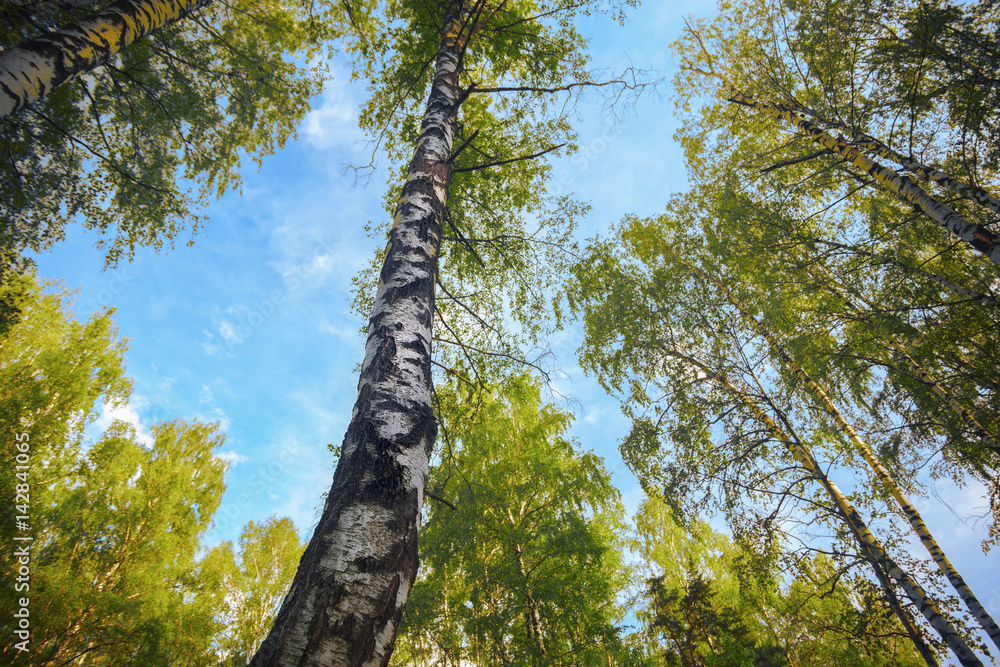 Fototapeta premium summer in sunny birch forest