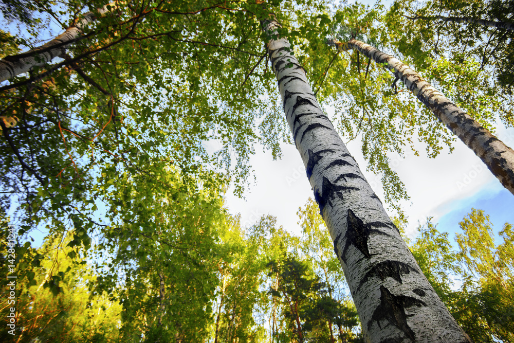 Fototapeta premium summer in sunny birch forest