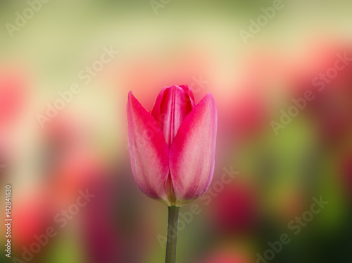 Tulip