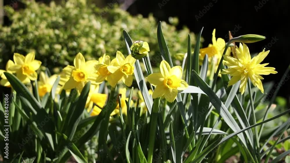 daffodil flowers in the spring sunshine, pollinating bees flying around narcissus in the wind daffodil flowers in the spring sunshine, pollinating bees flying around narcissus in the wind
