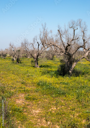 Infested olive trees (bacterium Xylella Fastidiosa), Salento, South Italy