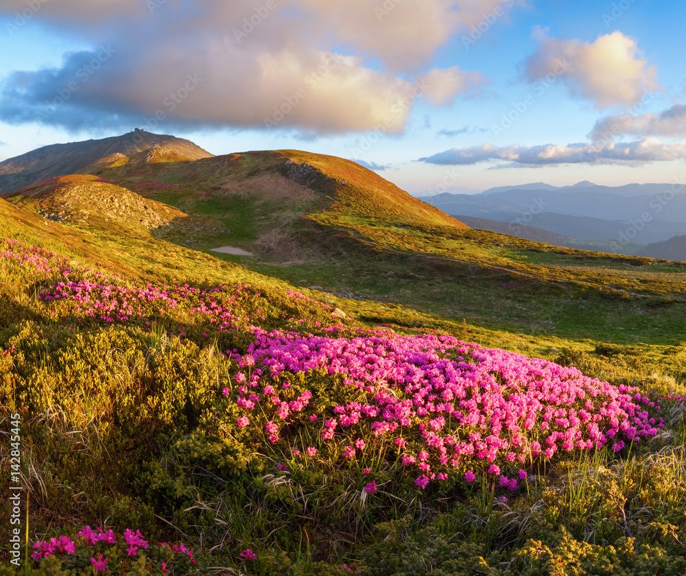 Many nice pink rhododendrons on the mountains. Many nice pink rhododendrons on the mountains.
