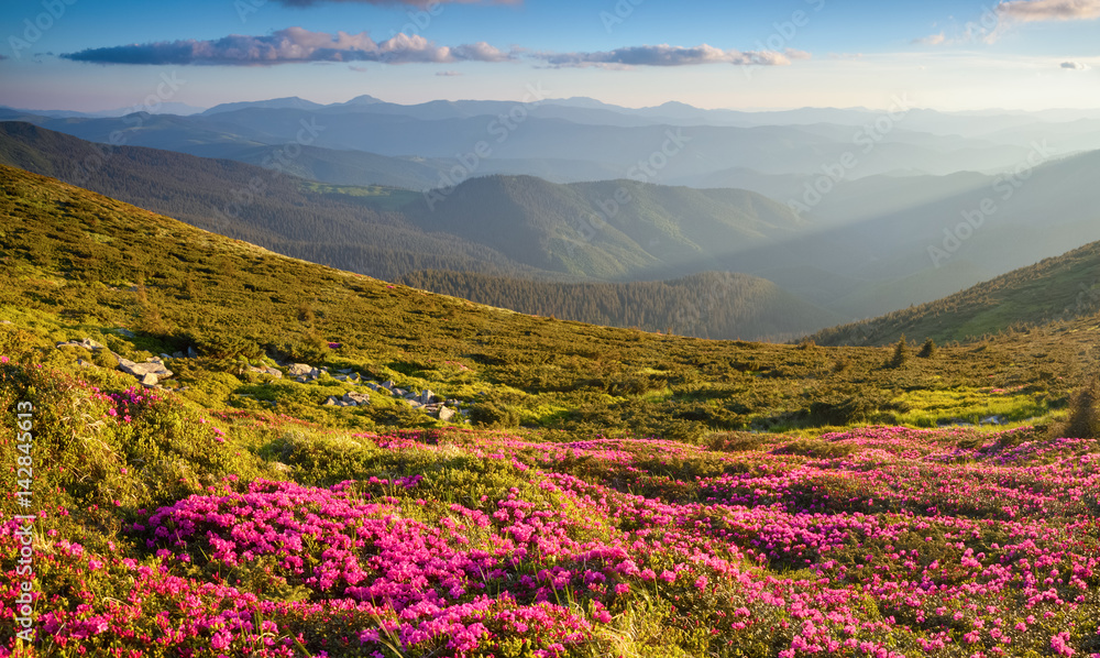 Many nice pink rhododendrons on the mountains.