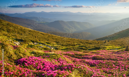 Many nice pink rhododendrons on the mountains. © Vitalii_Mamchuk