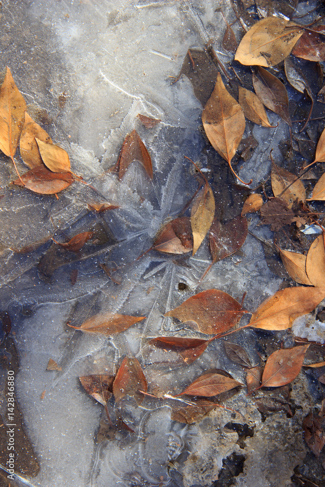 A frozen puddle with dried orange fallen leaves partially covered in ice A frozen puddle with dried orange fallen leaves partially covered in ice