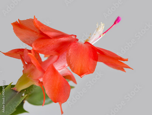 Beautiful pink Schlumbergera truncata flower closeup gray white background. photo