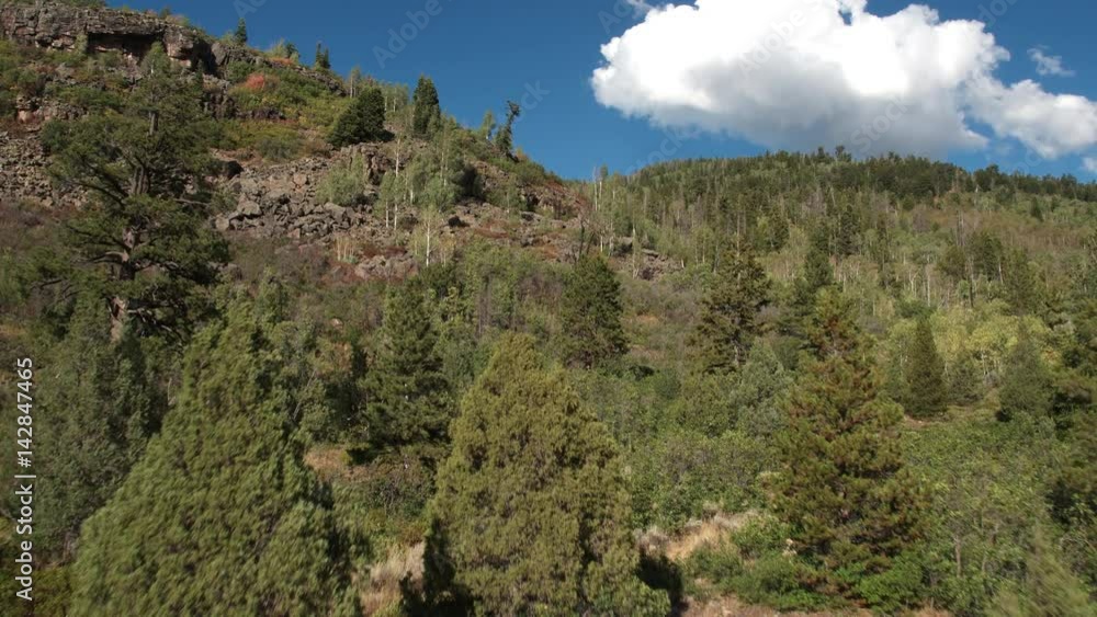 Flying past pine tree and over a forest Flying past pine tree and over a forest
