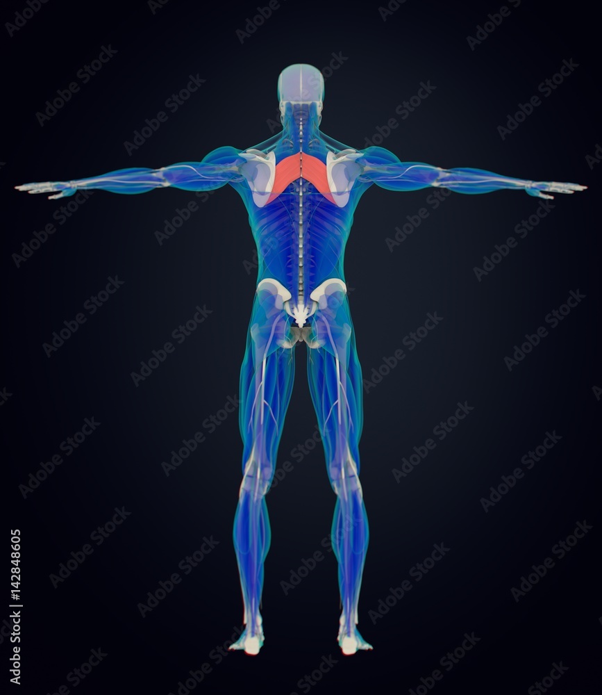 Anatomy muscle body. Rhomboid Major.Human body xray scan. 3D illustration.