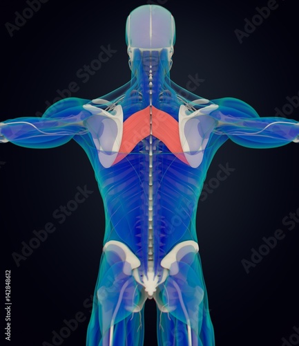 Obraz na plátně Anatomy muscle body