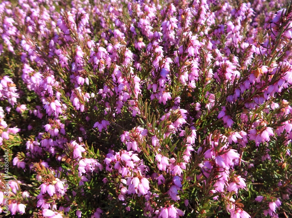 Pink heather flowers in spring sunshine