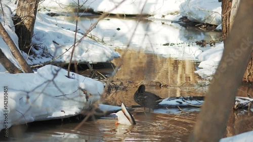 A family of ducks flew into the spring pond