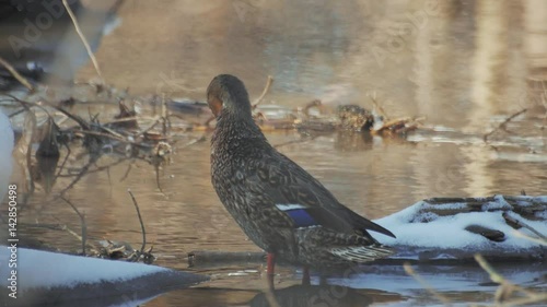 Duck is washed in a pond