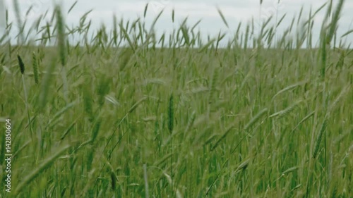 ears of wheat