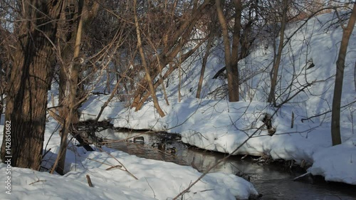 Spring pond with ducks
