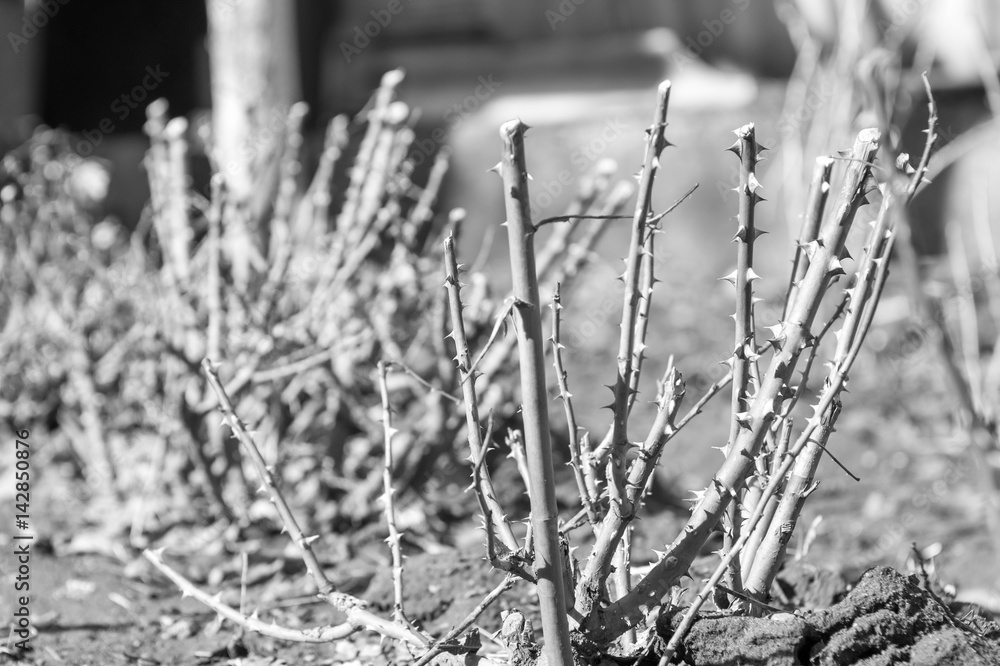 Fototapeta premium Rose thorns. Monochrome photo.