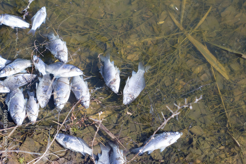 Photography Dead fish in the water