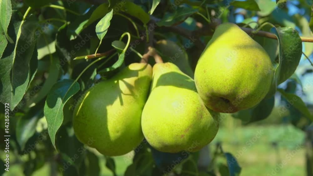 Closeup of ripe juicy pears on a tree in the garden during the summer sunny day Closeup of ripe juicy pears on a tree in the garden during the summer sunny day
