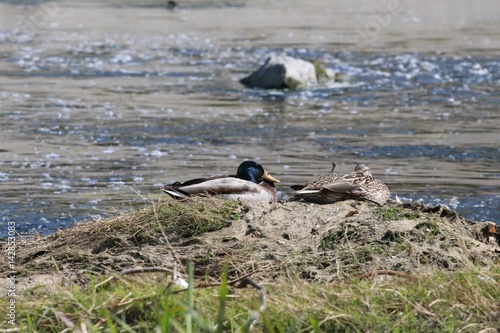 male and female ducks subathing on island photo