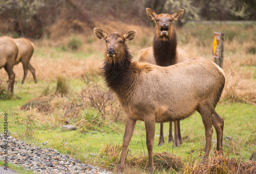 Female Elk Weathering the Rain Northern California Female Elk Weathering the Rain Northern California