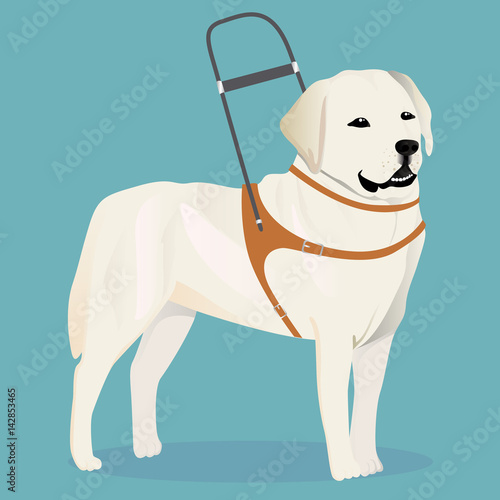 Labrador retriever guide dog