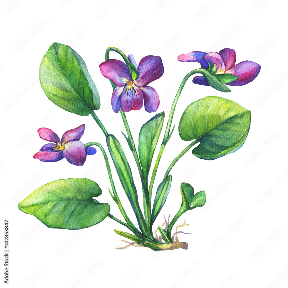 Illustration of Fragrant violets wild flower (English Sweet Violets, Viola  odorata). Hand drawn watercolor painting on white background. Stock  Illustration | Adobe Stock