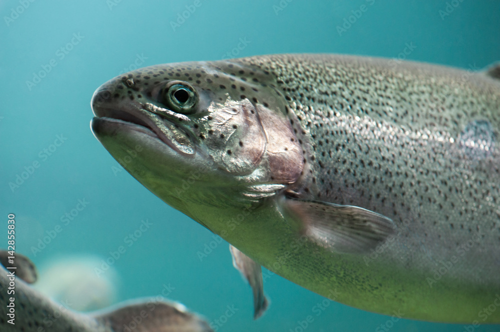 Fototapeta premium Rainbow trout (Oncorhynchus mykiss) close-up under water 