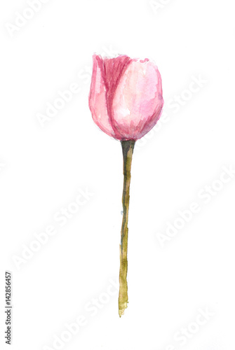 Beautiful single tulip on white, watercolor illustrator