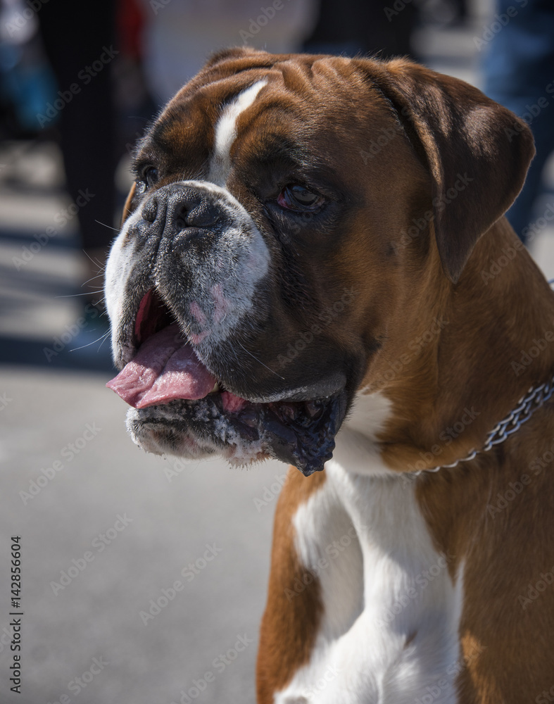 Portrait of  German boxer