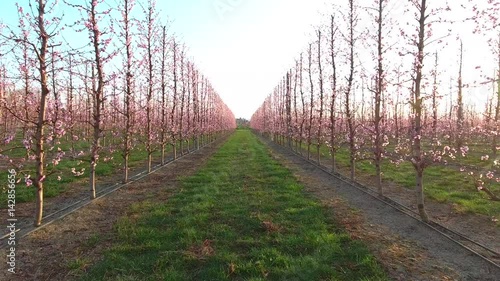 Peach trees in bloom.