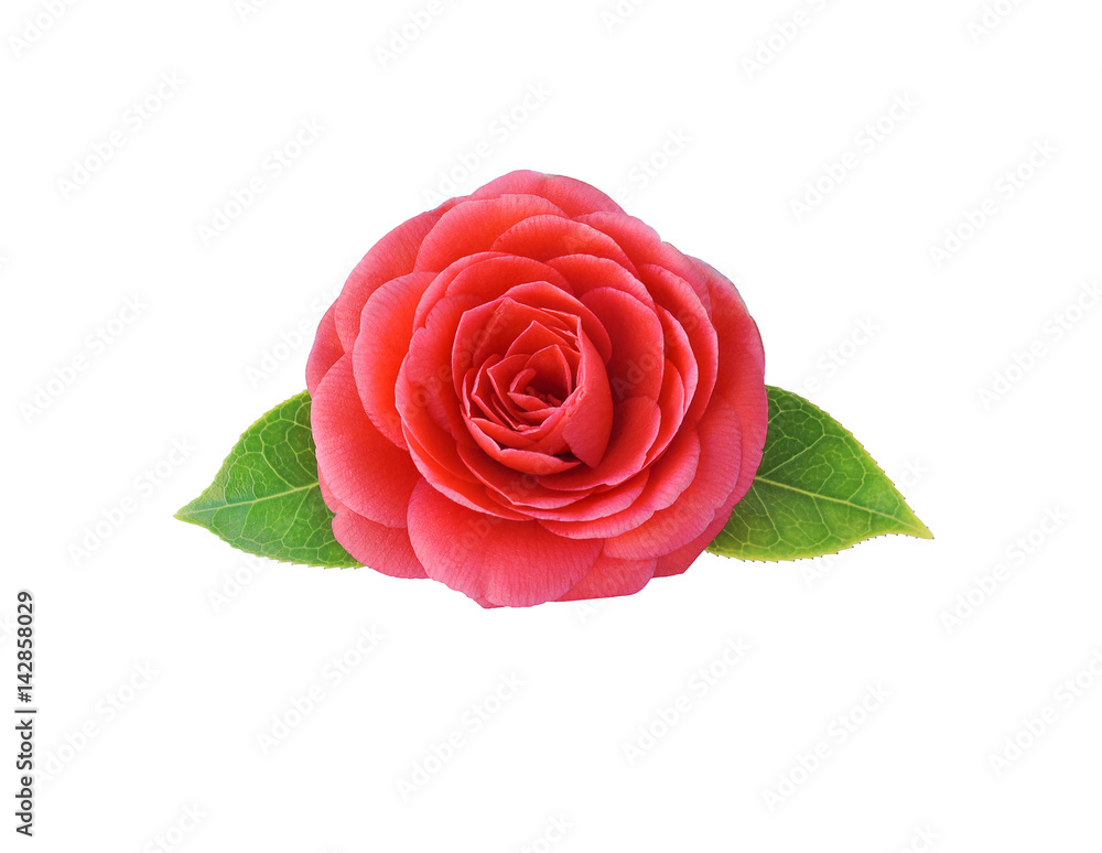 Fototapeta premium Kamelia, na białym tle. Wiosenny japoński kwiat o nasyconej czerwieni. Modna przypinka Camellia, broszka, naklejka, naszywka. Wszystkie elementy są izolowane i można je edytować.