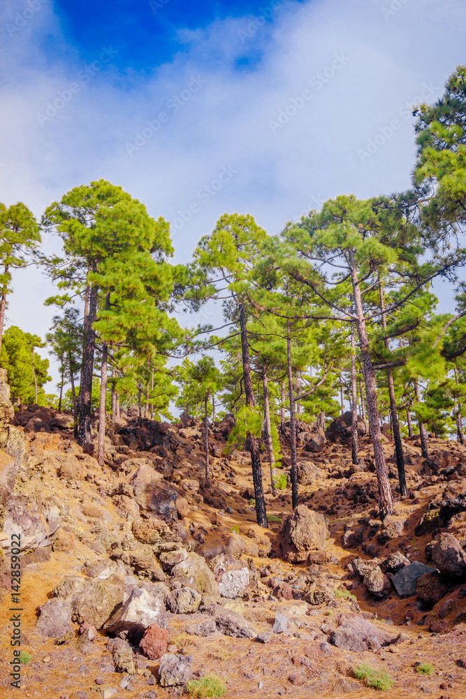 Teide National Park in Tenerife, Spain. pine forest on lava rocks. trees growing on lava.