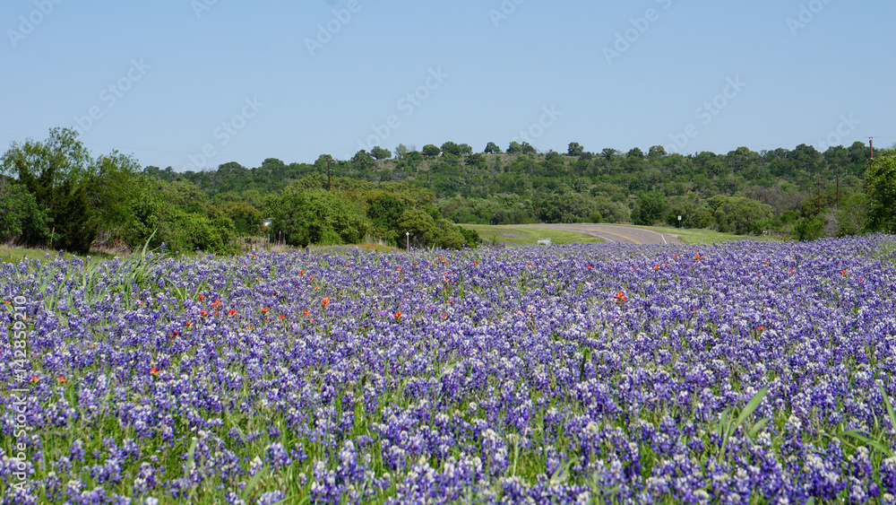 Road in Texas with bluebonnets Road in Texas with bluebonnets