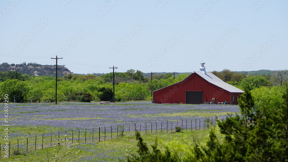 Red Barn in field of Texas Bluebonnets