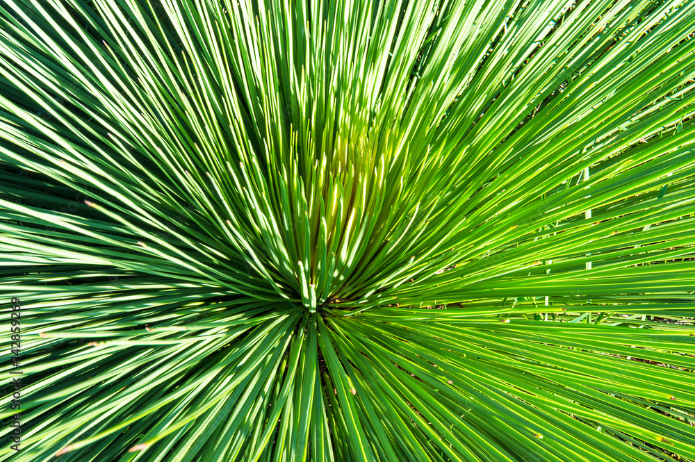Long spiky leaves of Xanthorrhoea plant Long spiky leaves of Xanthorrhoea plant