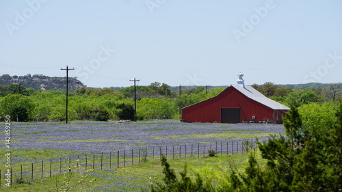 Red Barn in field of Texas Bluebonnets